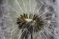 De binnenkant van de blaasbloem