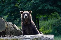 Bär in Olderdissen Bielefeld