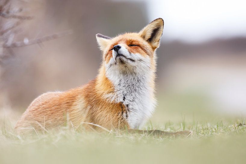 Leben ist einfach mit geschlossenen Augen. von Pim Leijen