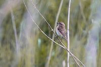 Ein Braunkehlchen im Schilf