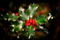 Holly with red berries