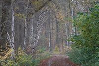 Autumn on the Veluwe