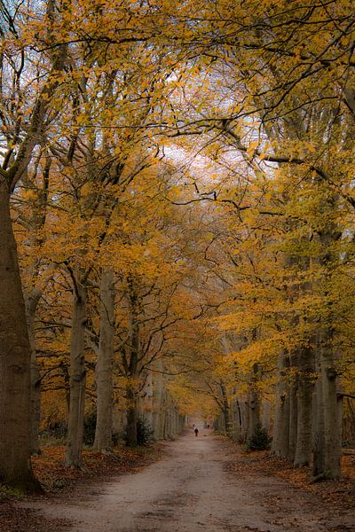 Forest path Amerongse Bos | Utrechtse Heuvelrug | Autumn | Nature Photography by Wandeldingen