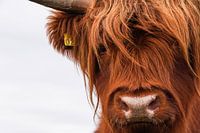 Portrait Scottish Highlander 2