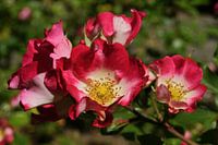 Red with white roses