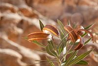 Makroaufnahme Orleanderzweig