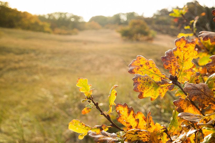 Herfstkleurige foto in het Bergerbos by Natascha Teubl