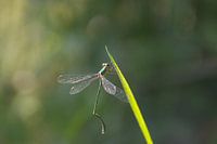 Makroaufnahme einer Libelle