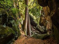Nikolsdorfer Wände, Saxon Switzerland – Deep in the forest