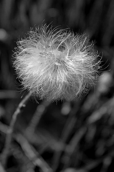 Paardebloem par geen poeha