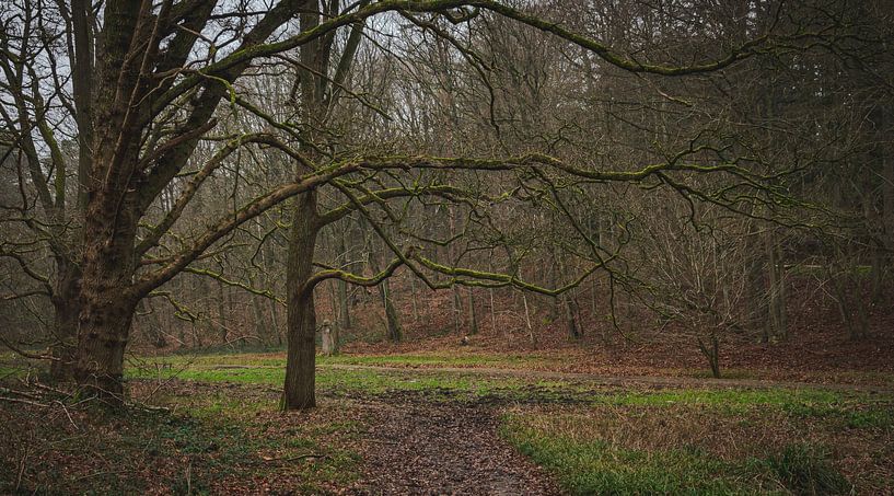 L'arbre aux belles et longues branches. par Robby's fotografie
