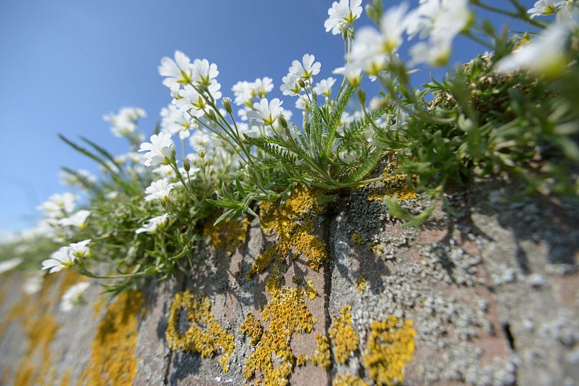 Muurbloemen by Gerard Veerling