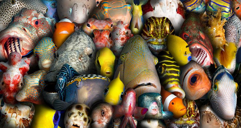 Fisch-Portraits von Dray van Beeck