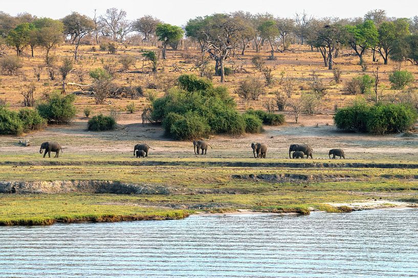 un beau paysage avec des éléphants dans le parc national de Chobe par Merijn Loch