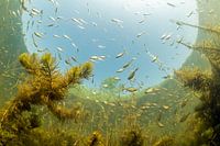 Underwater landscape