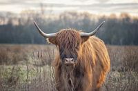 Schottisches Hochlandrind