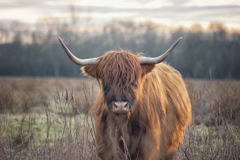 Scottish Highland Cattle by Linda Lu