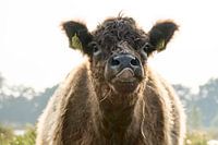 Galloway im Naardermeer mit herausgestreckter Zunge