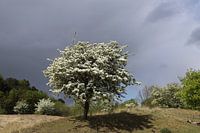 Meidoorn met donkere wolkenlucht