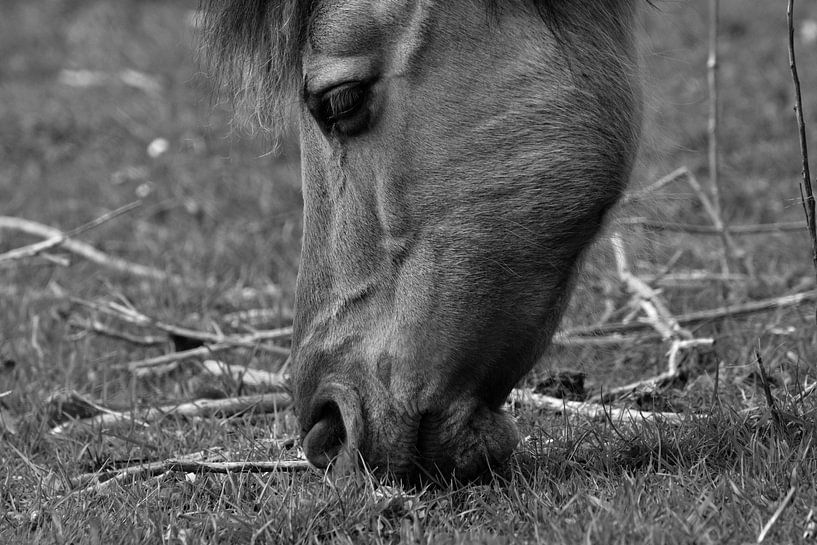 grazend paard von kevin klesman
