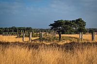 Pole digging on the Regte Heide