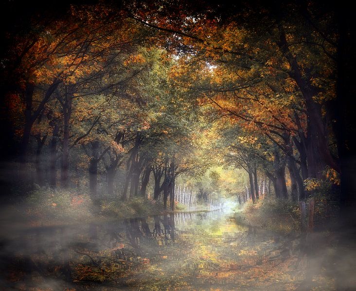 Natürliches Hoch von Kees van Dongen