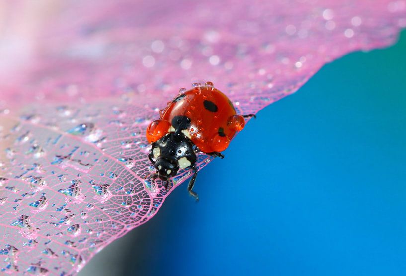 Glückskäfer 30 von Heike Hultsch