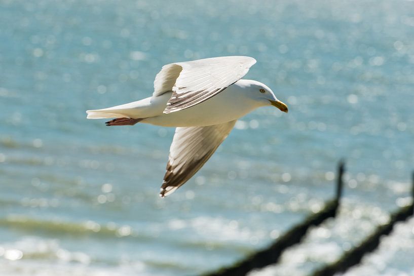 Zeemeeuw in vlucht van Harold  van Zandvoort