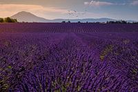 Lavender field in Provence at sunset.