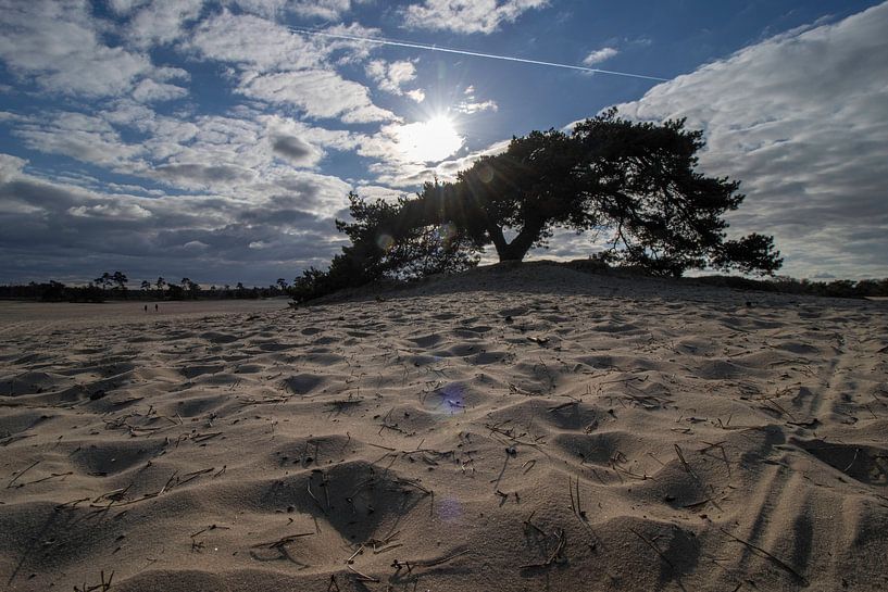 The lonely tree by Jan Willem Oldenbeuving