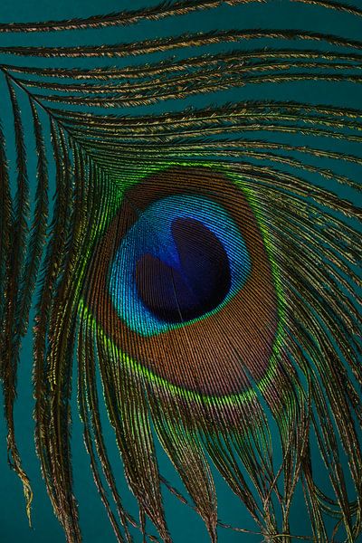 Eine Pfauenfeder mit türkisfarbenem Hintergrund von Marjolijn van den Berg