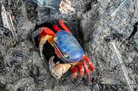 Peek-a-boo, un crabe de terre au Costa Rica qui jette un coup d'œil au coin de la rue