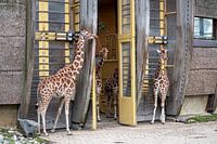Giraffen