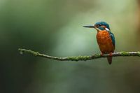 Eisvogel im Morgenlicht.