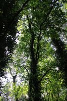 Licht, das durch die Bäume scheint