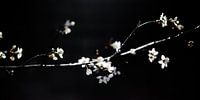 Tak met kersenbloesem 