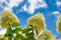 panicle hydrangea