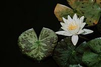 Silent water lily on dark water
