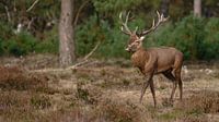 Red deer, rutting season, Hoge Veluwe Park