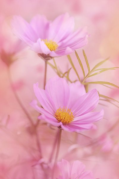 Tanzende Schönheiten von LHJB Photography