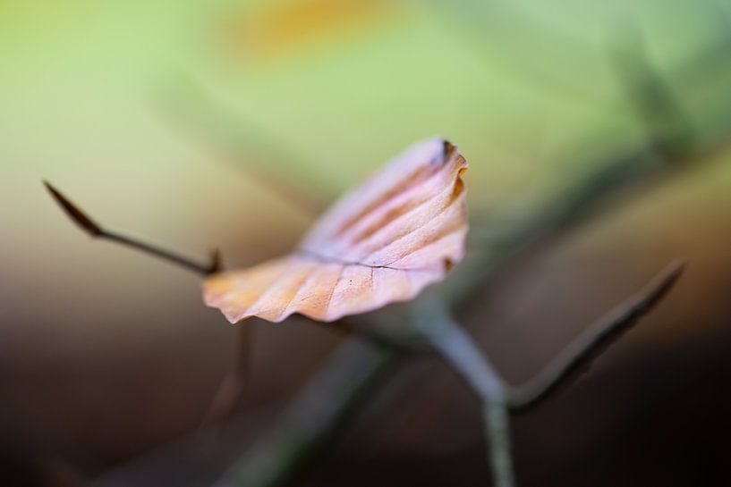 Autumn leaf by Ronnie Schuringa
