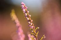 Makroaufnahme Heidekraut