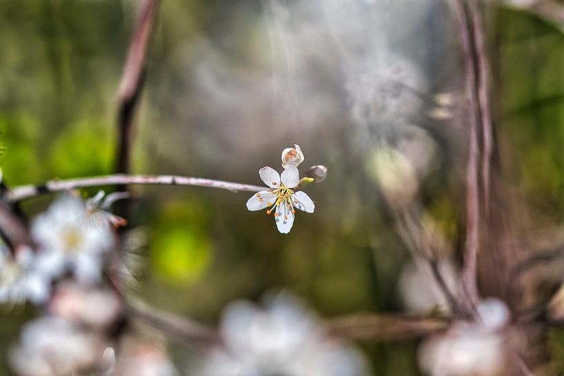 Frühlingshaft von Foto Oger