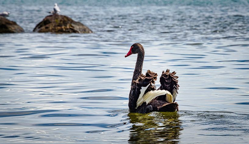 Schwarzer Schwan verbreitet Flügel, Neuseeland von Rietje Bulthuis