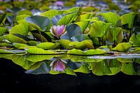 Nénuphar ; Nymphaea ; ven, pars, reflection