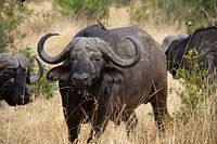 Buffalo in the Kruger Park / Manyeleti in South Africa