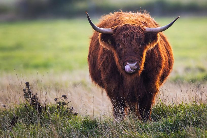 Knutschkugel von Daniela Beyer