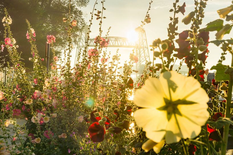 Blumen für De Hef in Rotterdam von Michel van Kooten