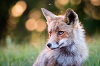Roter Fuchs in der Abendsonne