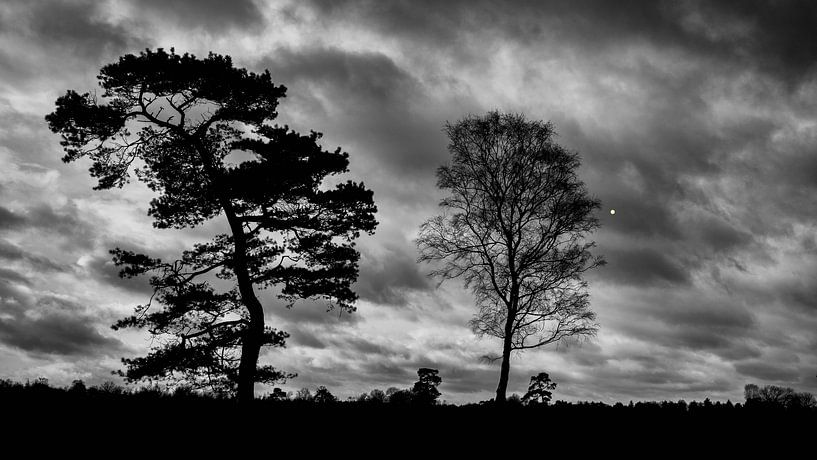 Un calcul complexe : deux arbres contre un ciel nuageux de cinquante nuances de gris par Hans de Waay